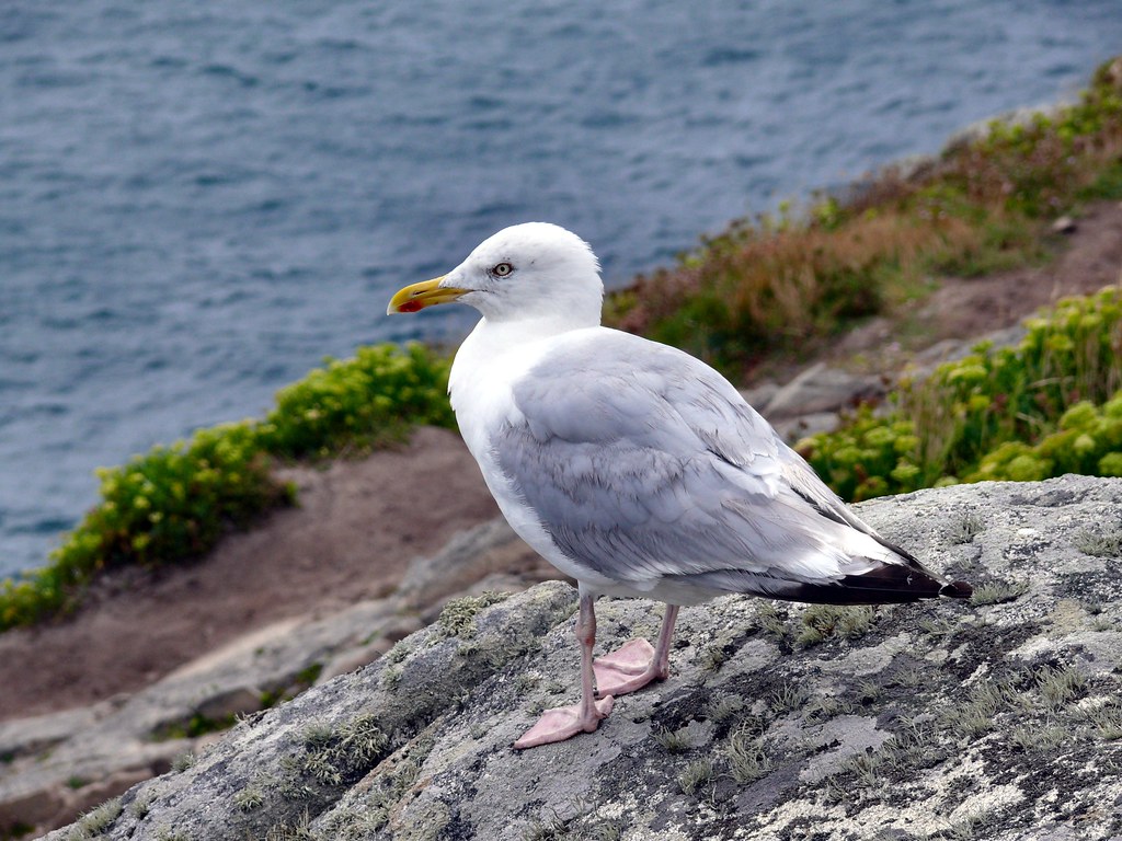 Seagull